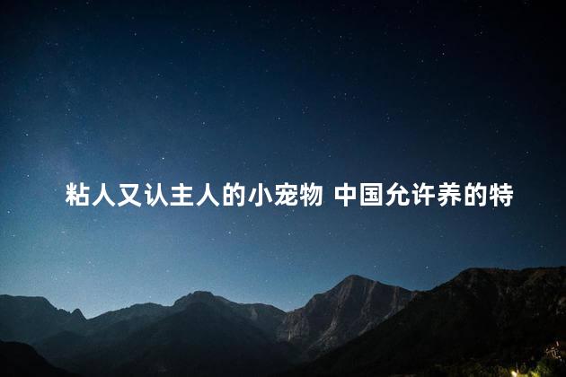 粘人又认主人的小宠物 中国允许养的特殊宠物